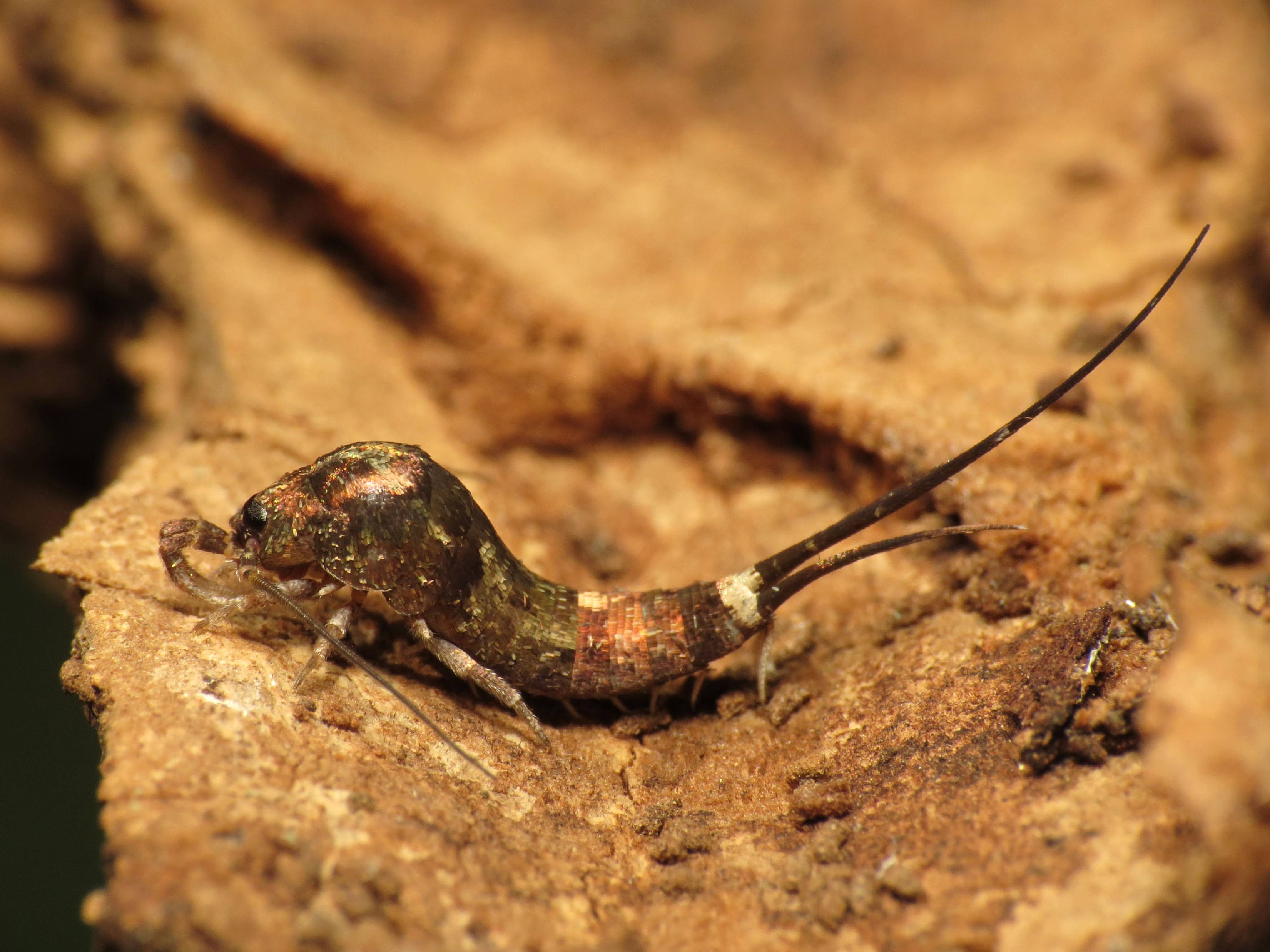 Jumping bristleltail