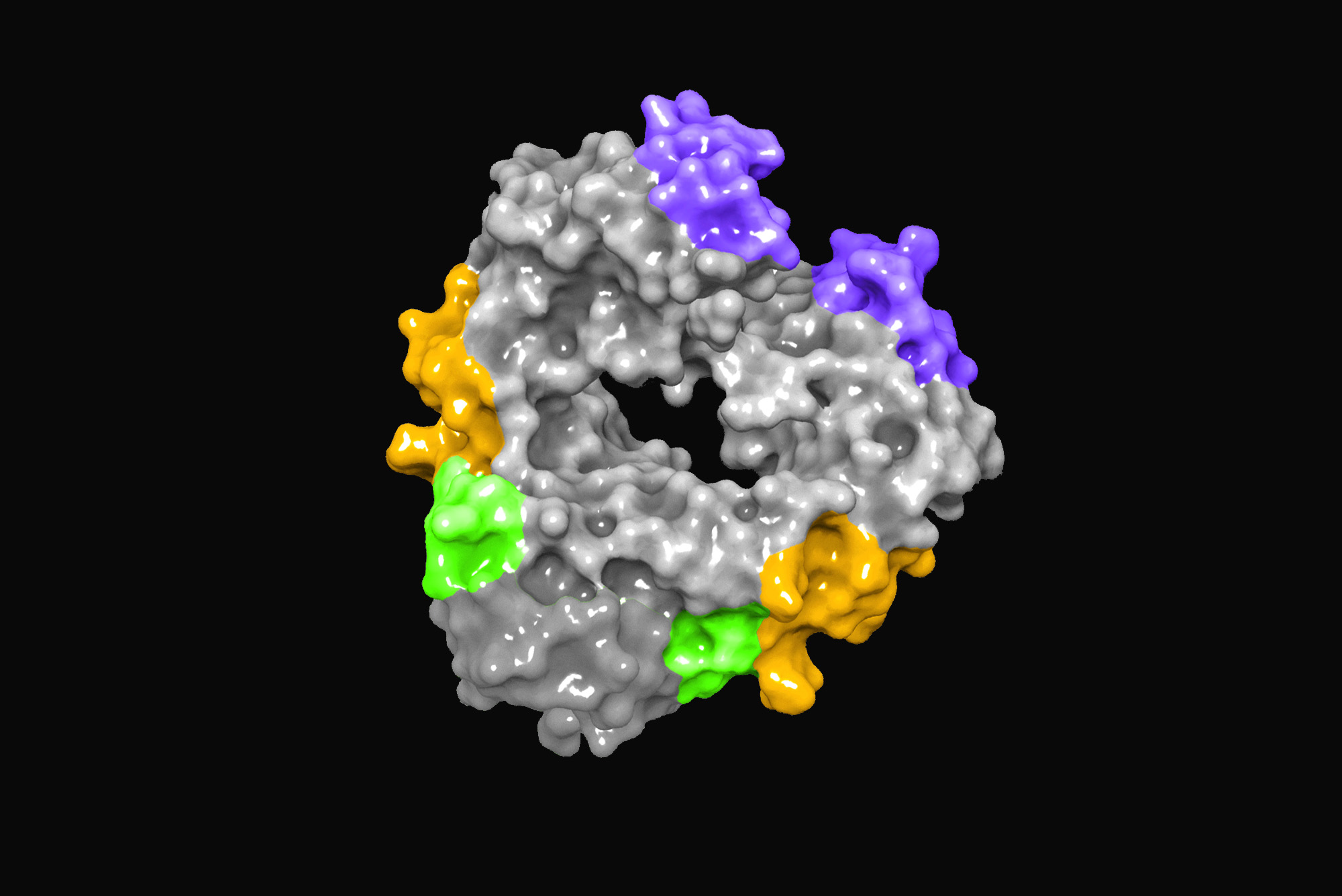 antibody fc domain