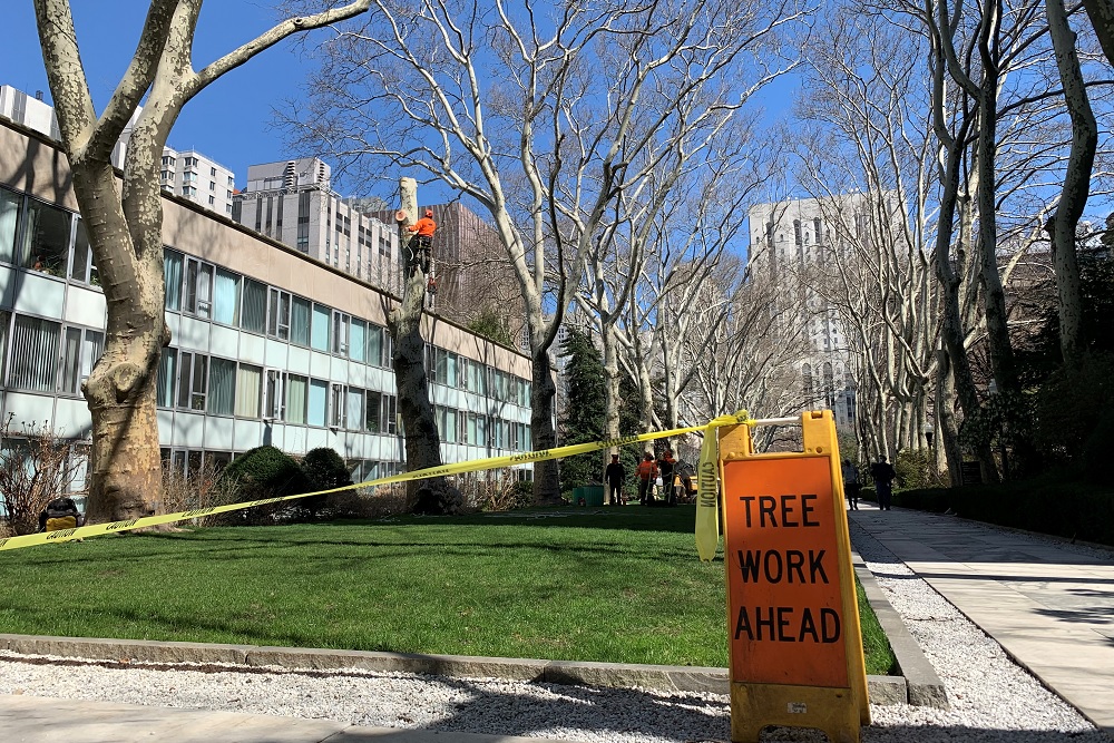 A tree being removed