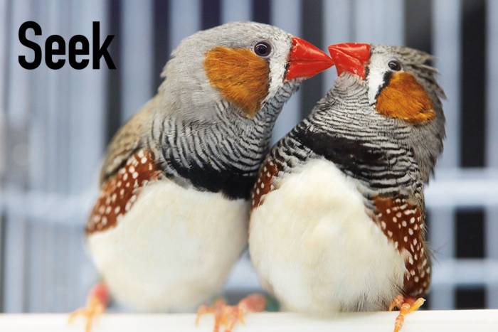 Pair of zebrafinches