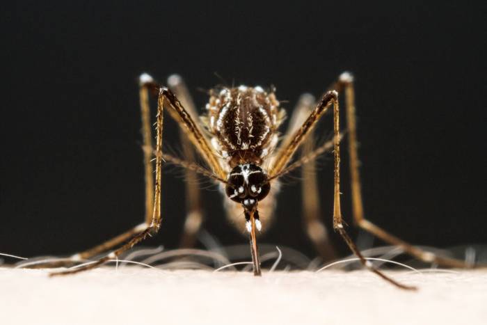 mosquito biting a Rockefeller University researcher