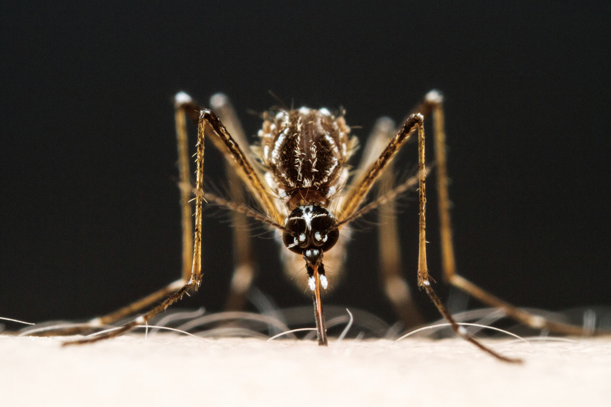 female Aedes Aegypti mosquito feeds on Rockefeller University researcher
