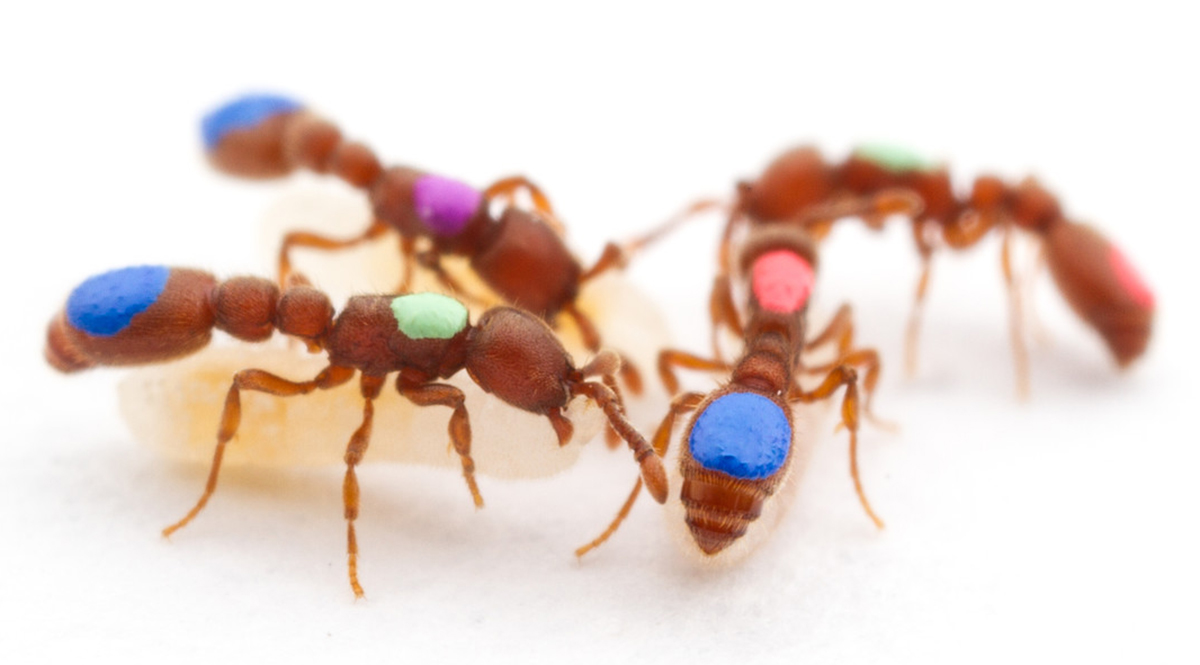 Clonal ants with colored dots