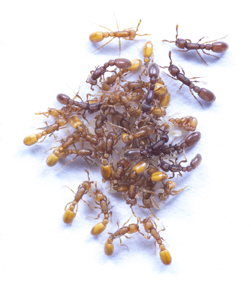 Mixed colony of wild-type and queen-like mutant clonal raider ants