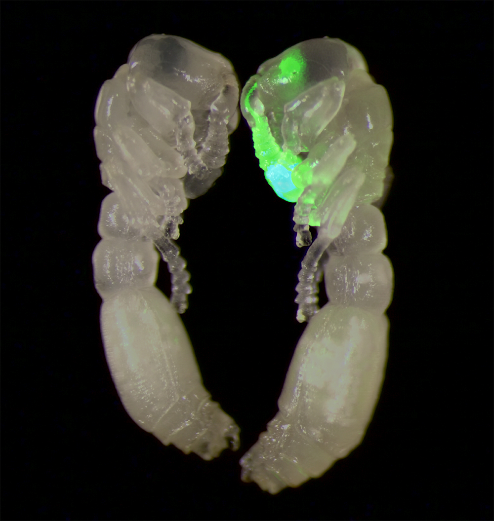 clonal raider ant pupae, the transgenic one flashing green in its antennal lobes 