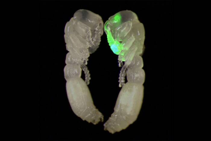 clonal raider ant pupae, the transgenic one flashing green in its antennal lobes