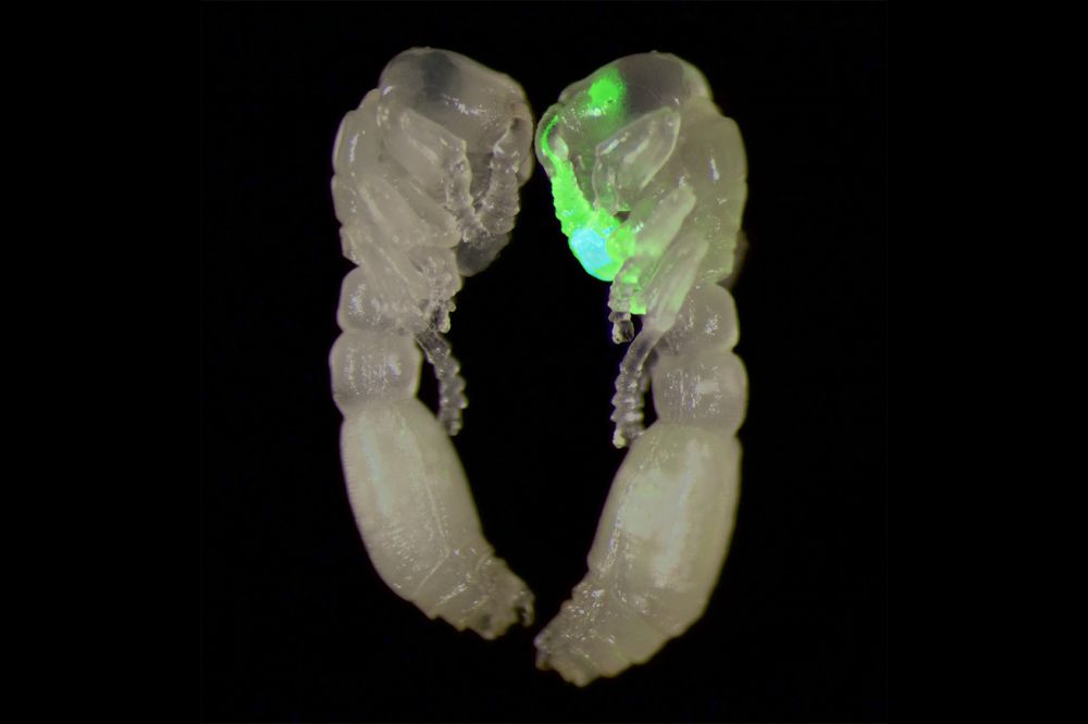 clonal raider ant pupae, the transgenic one flashing green in its antennal lobes 