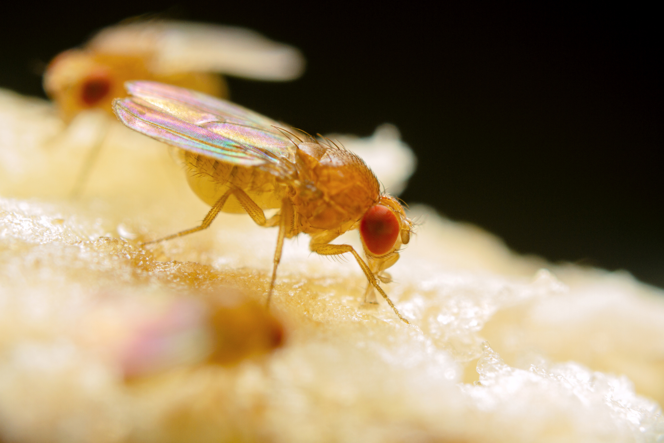 iStock image of fly