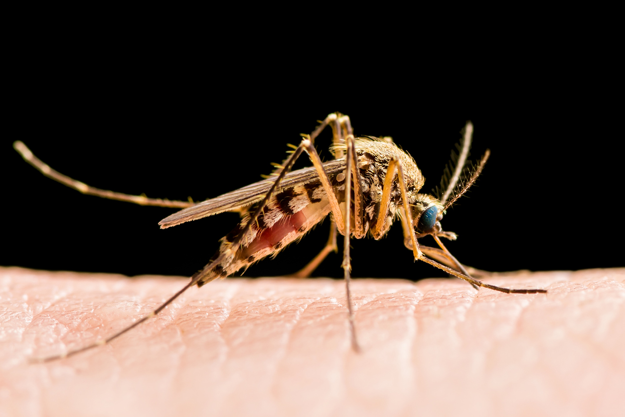 culex mosquito on human skin against black background