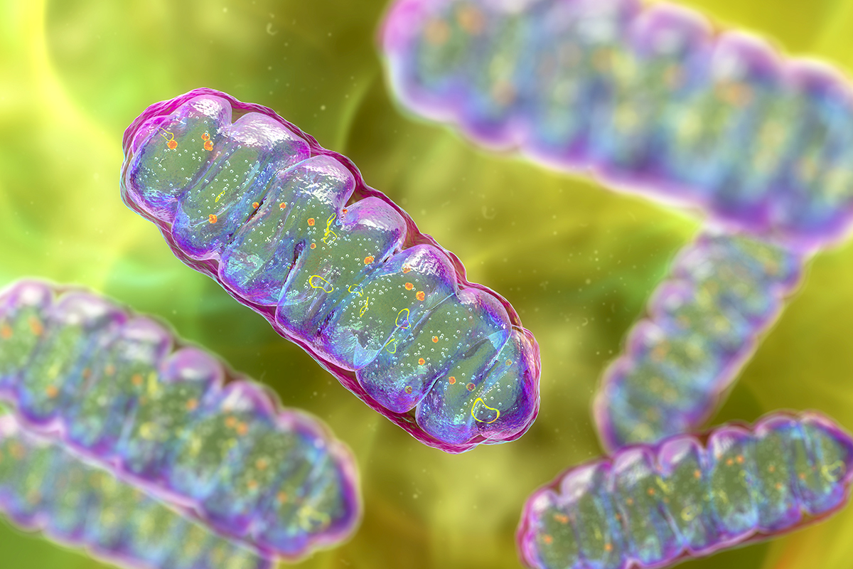 colorful illustration of mitochondria
