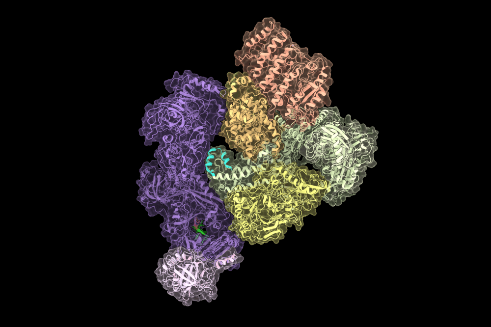 CST–Polα-primase complex