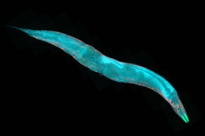 C. elegans (stock image)