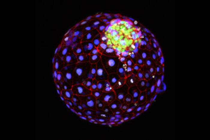 blastoid brivanlou blastocyst