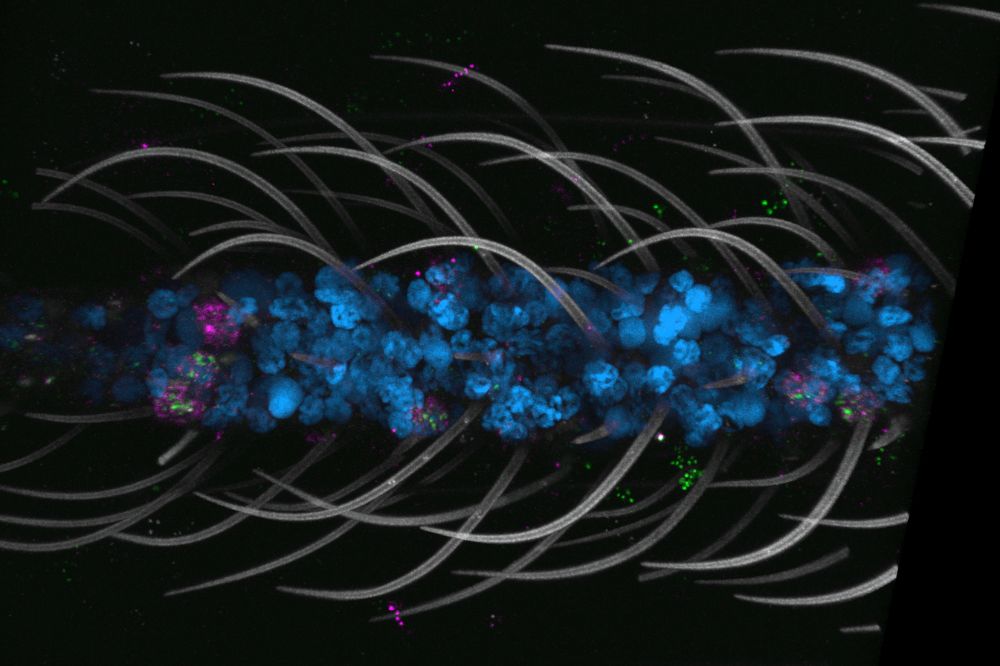 Confocal image of a male mosquito antenna, used to validate a unique chemoreceptor co-expression pattern identified in the mosquito atlas. (Credit: Alexandra DeFoe)