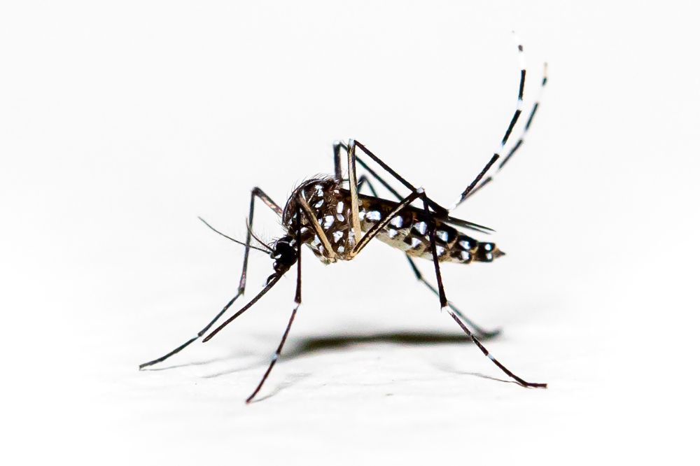 A female Aedes aegypti mosquito 