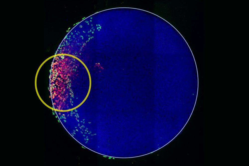 Scientists in the Brivanlou lab used light-inducible gene expression (yellow circle) and embryo models to demonstrate that, at the start of gastrulation, body-axis formation requires an interplay between biochemical signals and mechanical forces. (Credit: Brivanlou lab) 