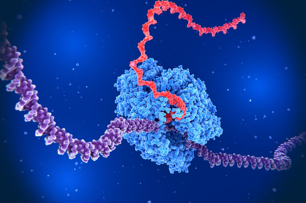 The Liu lab is using a first-of-its-kind platform to reveal how the enzyme that turns DNA (violet) into RNA (red) controls the speed of transcription. (Credit: selvanegra)