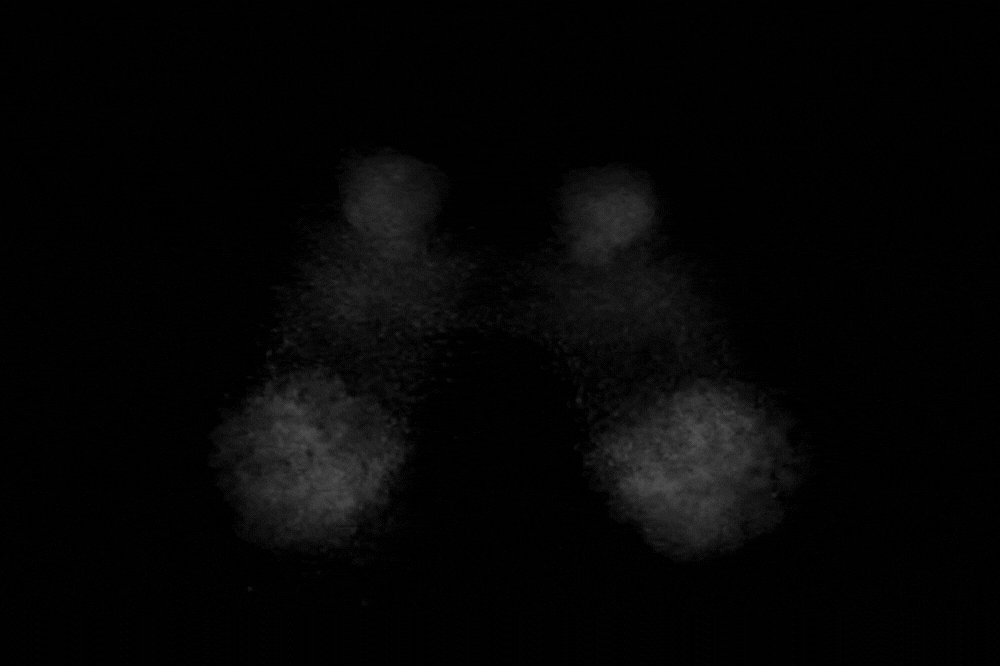 A grayscale gif loop of the imaging of an ant brain