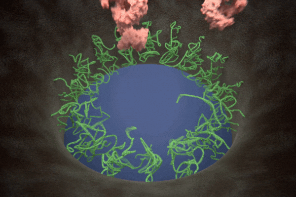 In situ model of the nuclear pore complex transport barrier: Tethered within the pore are highly dynamic protein threads termed FG Nups (green). Under physiological conditions, cargo-carrying transport factors (pink) interact with the FG Nups, loosely forming a central plug that helps organize a dynamic transport barrier. Selective transport may proceed preferentially through the surrounding region. For clarity, cargoes are omitted and FG-Nup density is reduced.
