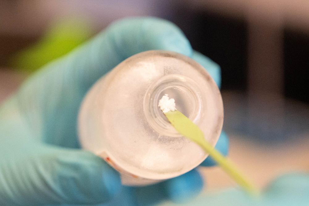 image from Sid Strickland lab