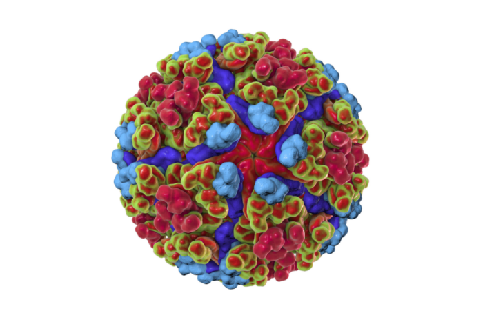 A 3D rendering of a chikungunya virus-like particle. (Credit: NIAID) 