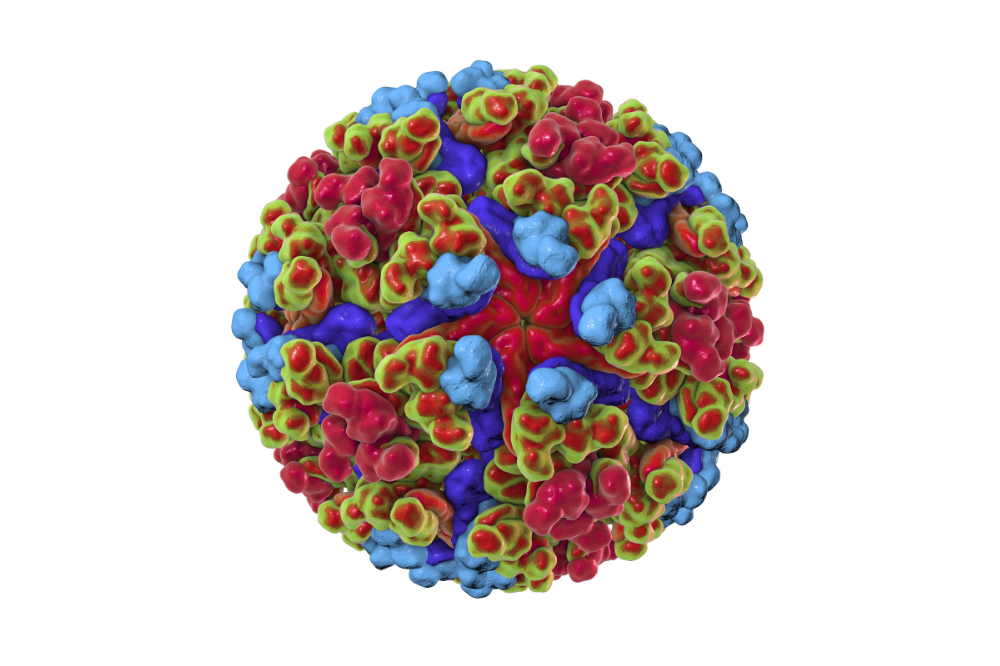 A 3D rendering of a chikungunya virus-like particle. (Credit: NIAID) 