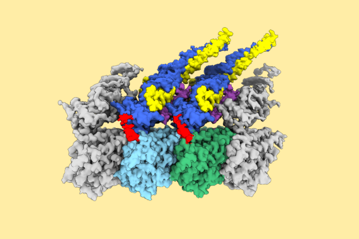 Structure of Ndc80 complex bound to microtubule. Ndc80 complex is the major microtubule3binding module at the kinetochore. Green: α-tubulin, light-blue:β-tubulin, dark blue: HEC1 (a4subunit of the Ndc80 complex), and yellow: NUF2 (a subunit of the Ndc80 complex). (Credit: Funabiki lab)