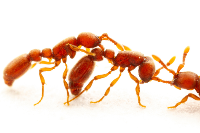 Intruder ant being attacked by ants from a colony. (Credit: Daniel Kronauer)