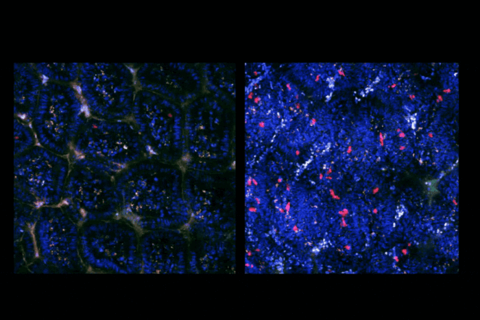 Live imaging (intravital imaging) within the intestine of TRACK mice. Left: Healthy, Right: Infected. Blue: Epithelial cells, Red: Labeled T cells responding to an enteric viral infection. (Credit: Mucida lab)