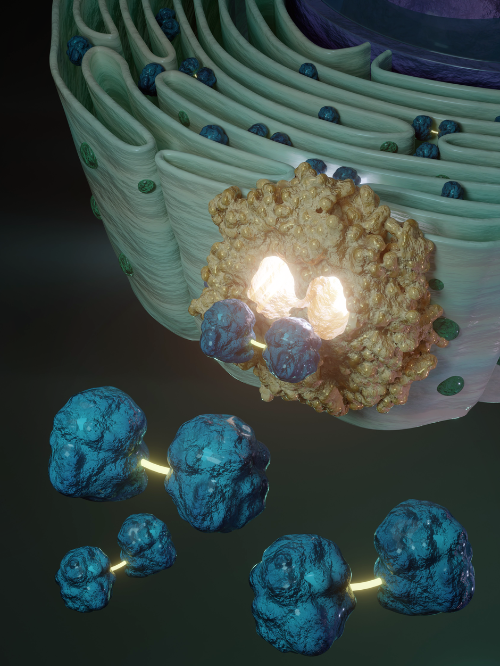 The ER is shown in the upper right, with disulfide-linked GSSG in the lumen. The exporter resembles the cryo-EM structure of SLC33A1, highlighting selective export of GSSG from the ER.