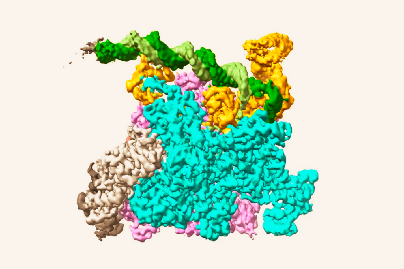 RNA polymerase, the enzyme that synthesizes RNA from DNA during transcription, has been captured mid-reaction for the first time.
