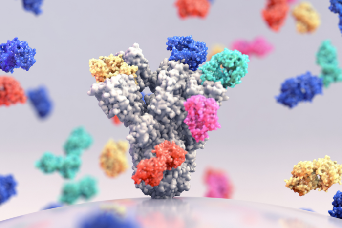 Broadly neutralizing antibodies, illustrated here, arise from rare precursor cells only after a long and complex process of mutation. (iStock/Credit: Design Cells)