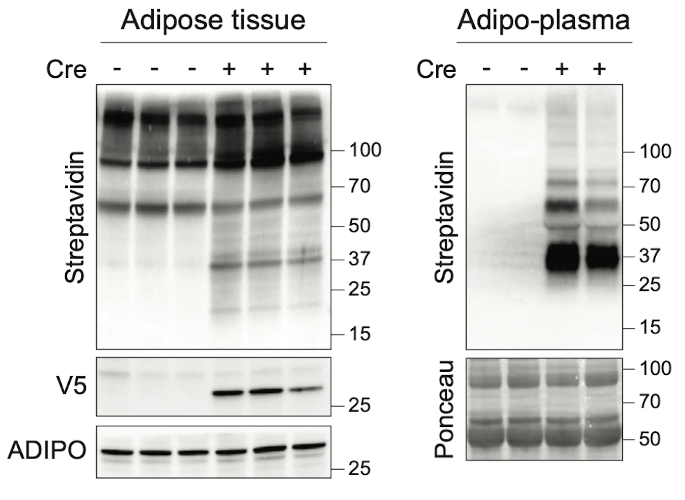 Figure 1C in the paper, showing western blots identifying proteins in adipose tissue and plasma. (Cohen lab)