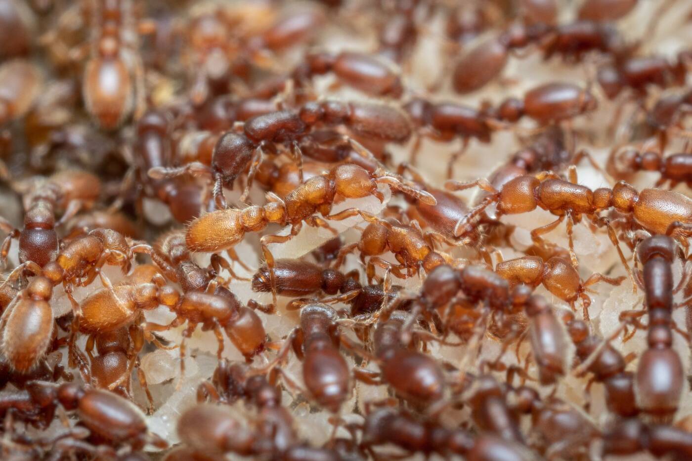 Ants, like these clonal raider ants tending to their larvae, are highly attuned to their young. A new study shows that two neuropeptides in the ant brain modulate how ants respond to larvae, thereby determining the behavioral roles ants assume in the colony. (Credit: Bart Zijlstra, UNIL)