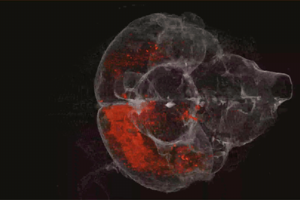 The scientists used 3D modeling to visualize West Nile Virus infection events in the mouse brain. (Credit: Rice lab)