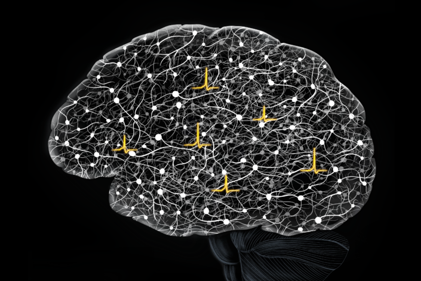 FlatMux captures electrical activity optically from nearly 200 genetically defined neurons across new depths in brain circuits, revealing how signals flow, cells connect, and computations emerge in a living mouse brain. (Image courtesy of the Vaziri lab)