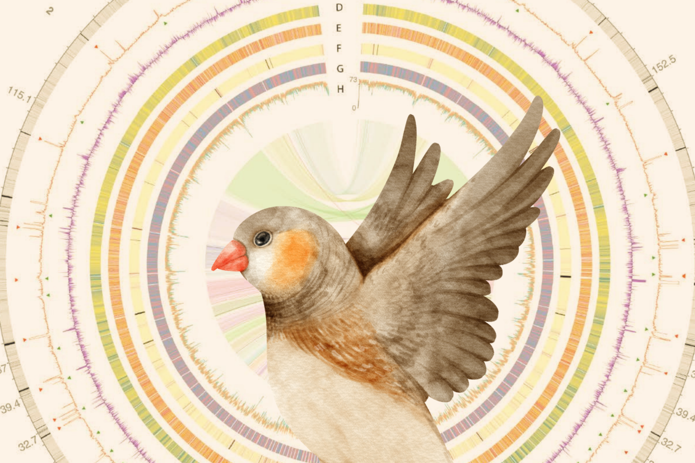 Rockefeller’s Jarvis lab has assembled the first fully phased, diploid telomere-to-telomere genome of a songbird, which constitutes the most complete and accurate bird genome to date. (figure courtesy of Jarvis lab, illustration: b.illustrations)