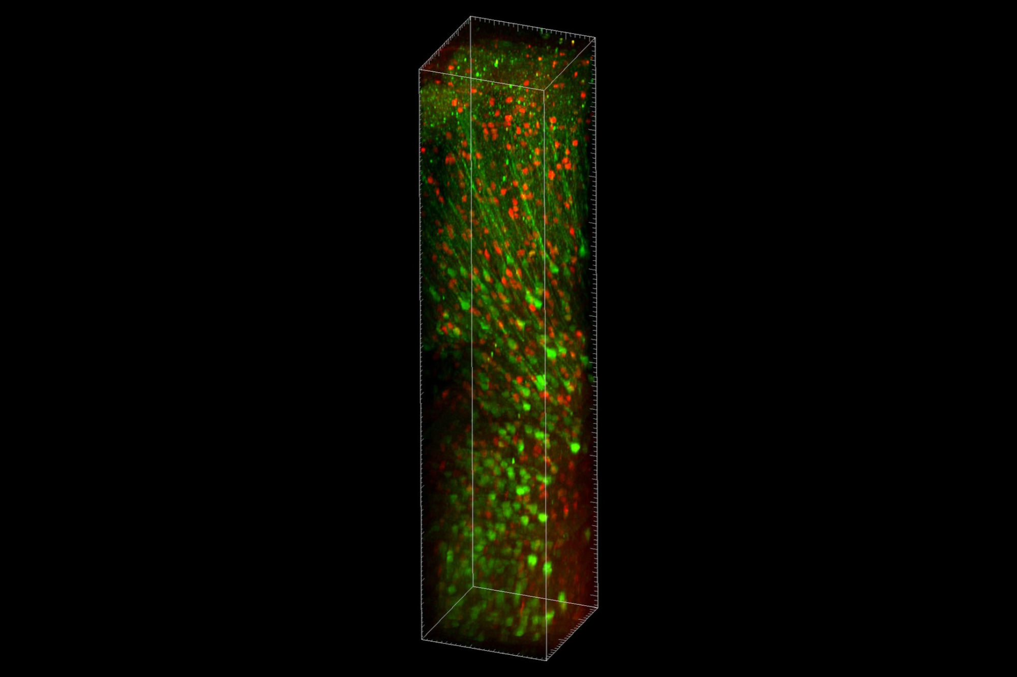 A volumetric rendering of stacked images taken with the Vaziri lab's new platform TrUDI. (Credit: Vaziri lab)