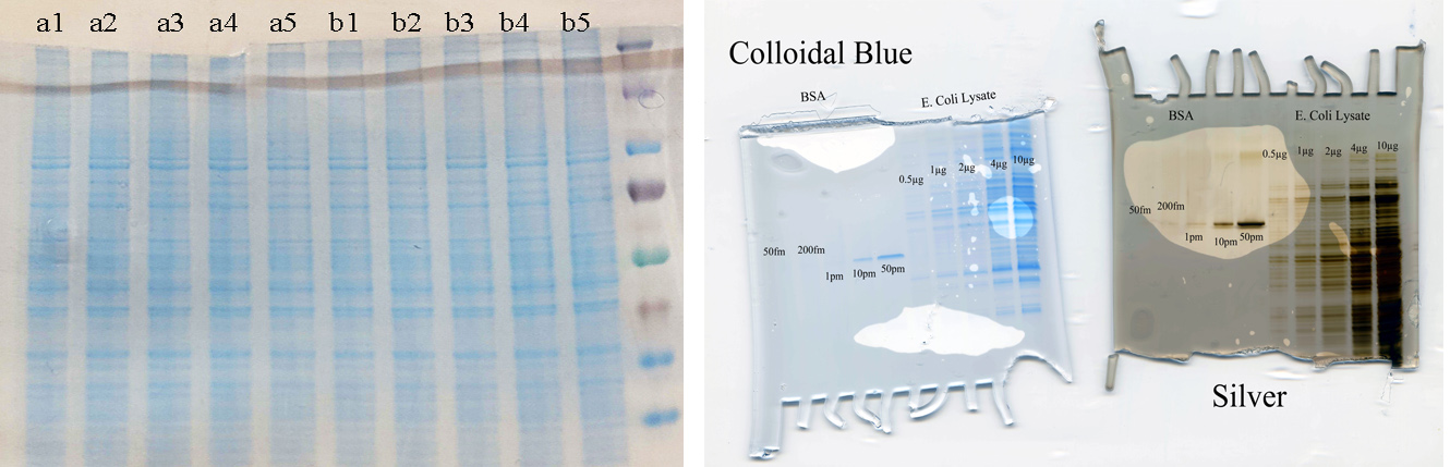 Left: SDS-PAGE used to QC a sample set prior to quantitative proteomics profiling by LC-MS/MS. Right: Comparing staining using a single protein and a full lysate.