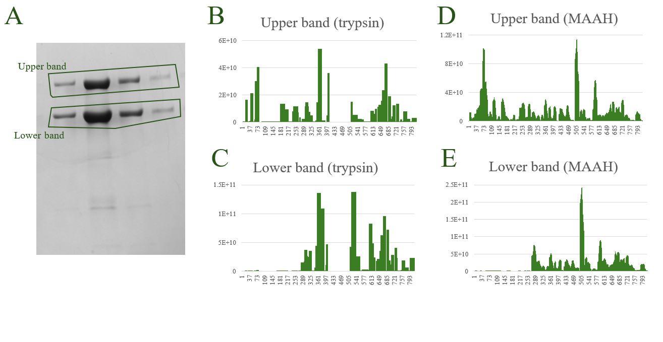 Isoform analysis. MAAH vs enzyme