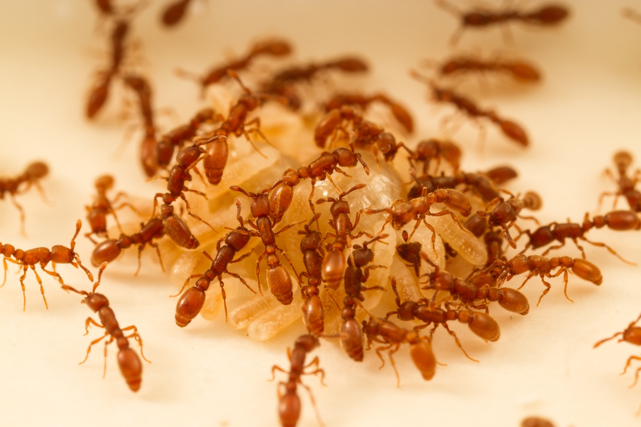The Rockefeller University » Our Ants