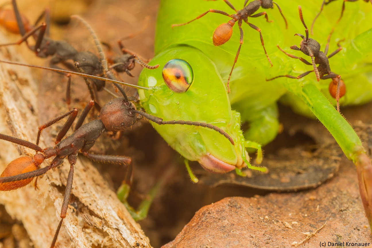 Kronauer lab website Eciton burchellii army ants katydid 1