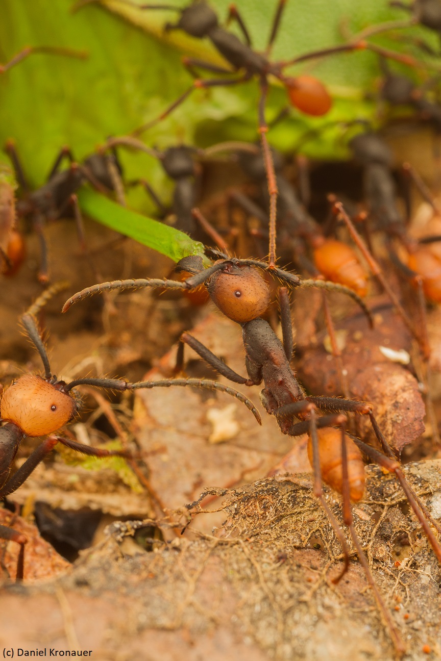 Kronauer lab website Eciton burchellii army ants katydid 2