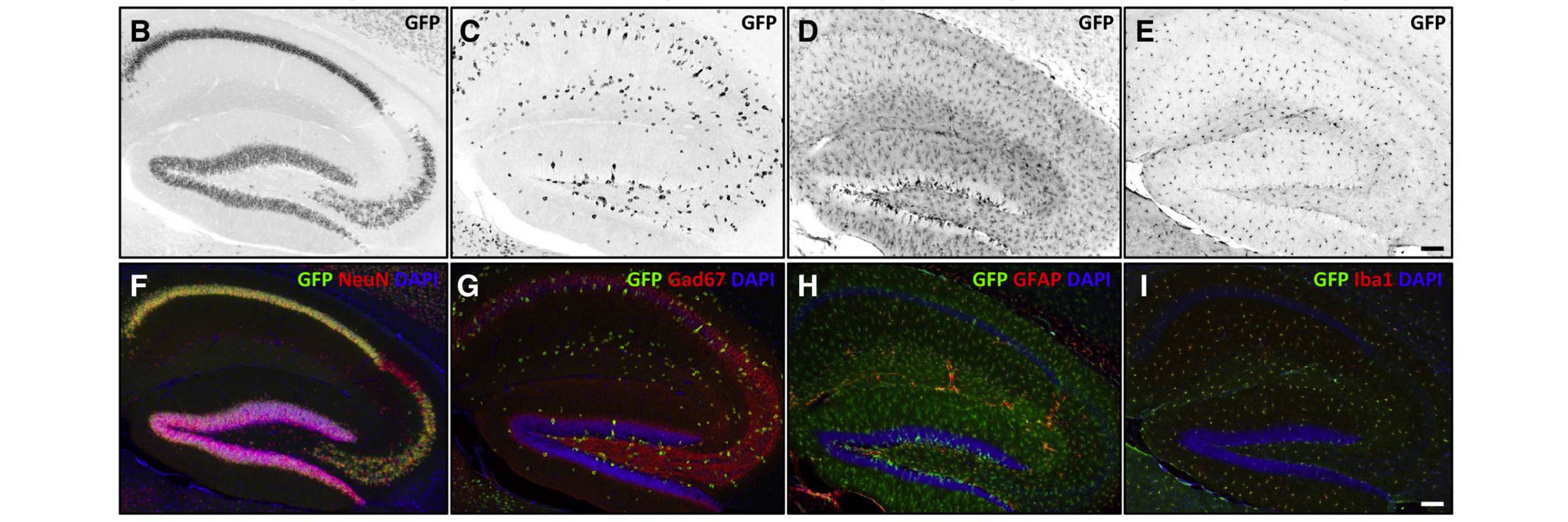 Image of cells