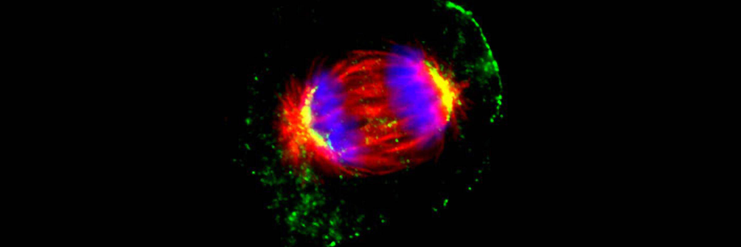 Mitotic keratinocyte