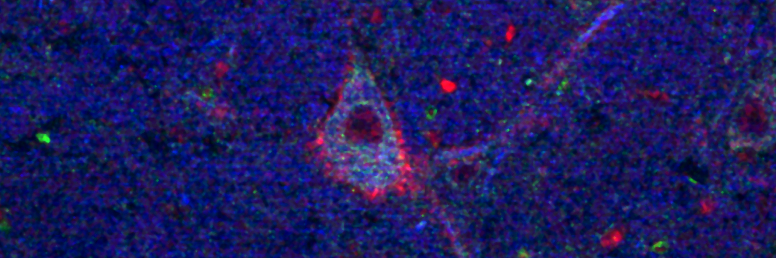 Neuron Image