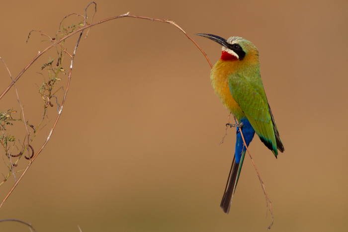 White-fronted bee-eater (Merops bullockoides)