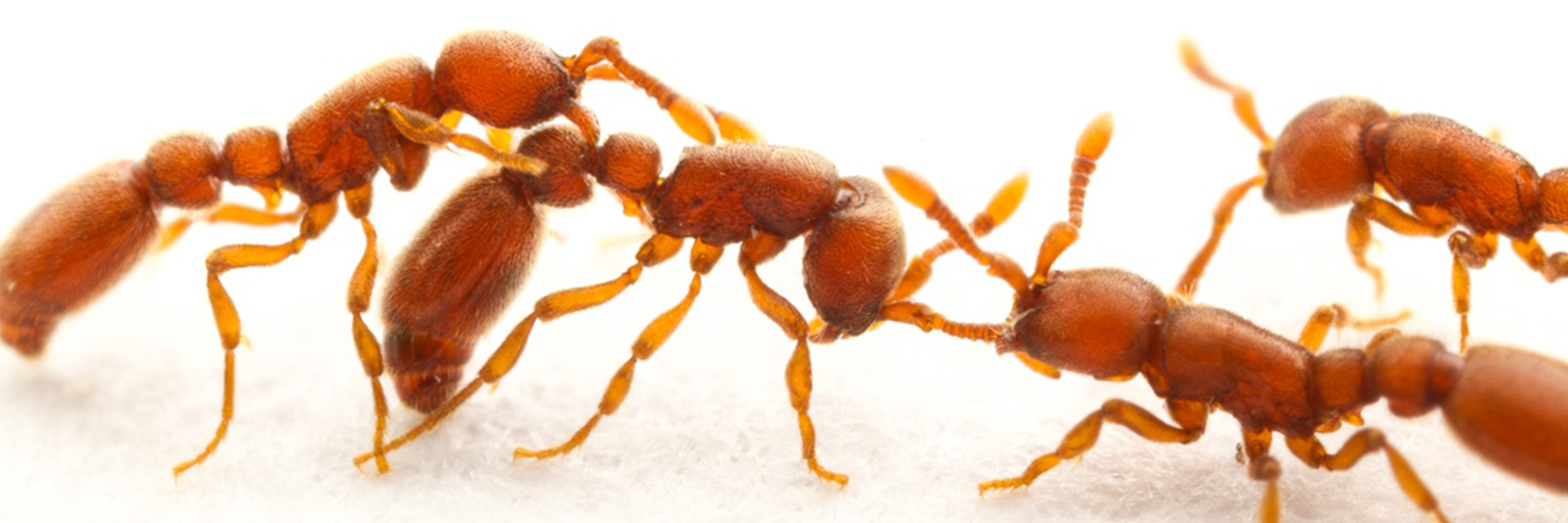 Clonal Ants Antennae