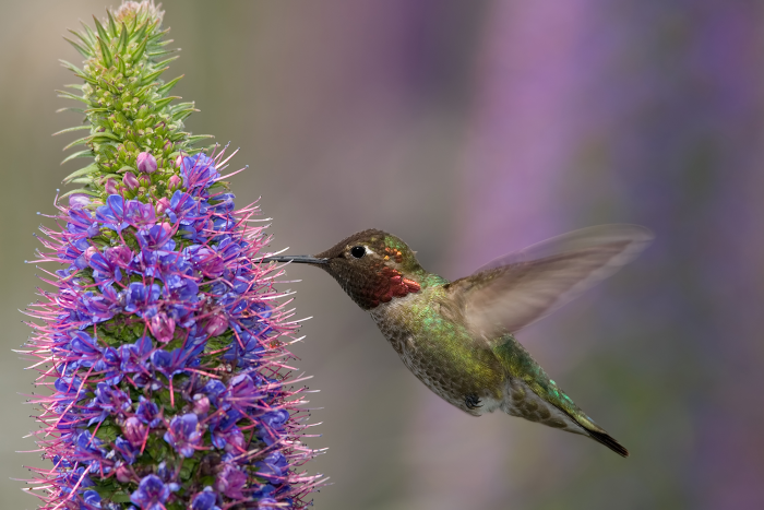 Anna’s hummingbird (Calypte anna)