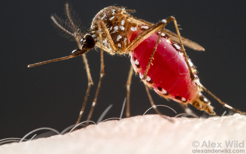 Aedes aegypti_Alex Wild
